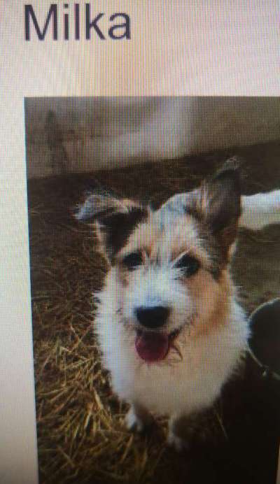 Tierschutzhunde suchen ein Zuhause-Beitrag-Bild