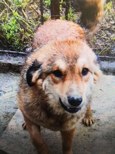 Tierschutzhunde suchen ein Zuhause-Beitrag-Bild