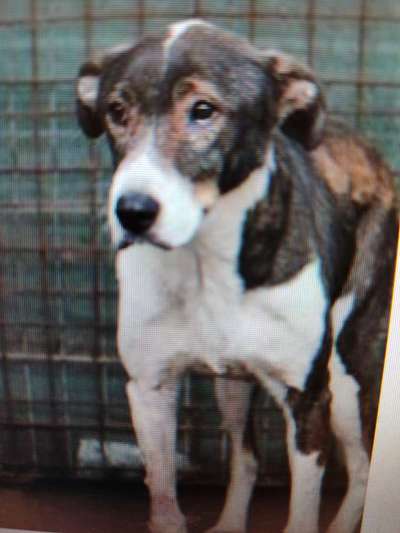 Tierschutzhunde suchen ein Zuhause-Beitrag-Bild