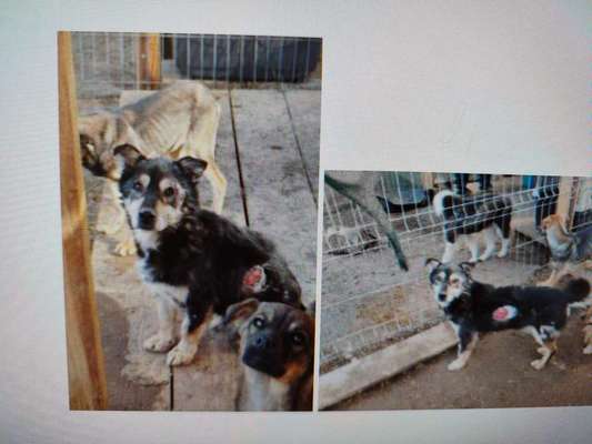 Tierschutzhunde suchen ein Zuhause-Beitrag-Bild