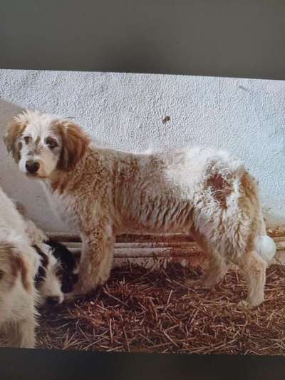 Tierschutzhunde suchen ein Zuhause-Beitrag-Bild