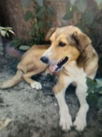 Tierschutzhunde suchen ein Zuhause-Beitrag-Bild