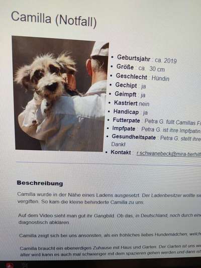 Tierschutzhunde suchen ein Zuhause-Beitrag-Bild