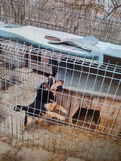 Tierschutzhunde suchen ein Zuhause-Beitrag-Bild