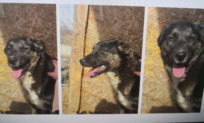 Tierschutzhunde suchen ein Zuhause-Beitrag-Bild