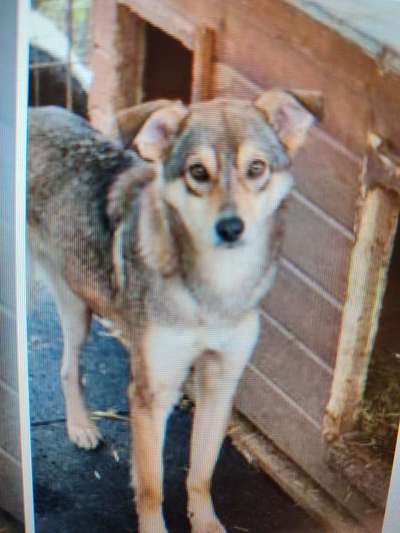 Tierschutzhunde suchen ein Zuhause-Beitrag-Bild