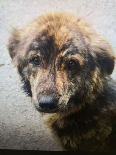 Tierschutzhunde suchen ein Zuhause-Beitrag-Bild