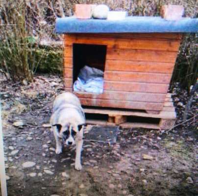 Tierschutzhunde suchen ein Zuhause-Beitrag-Bild
