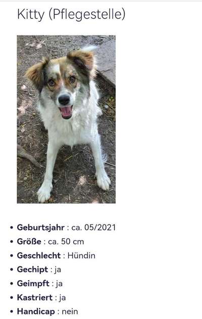 Tierschutzhunde suchen ein Zuhause-Beitrag-Bild