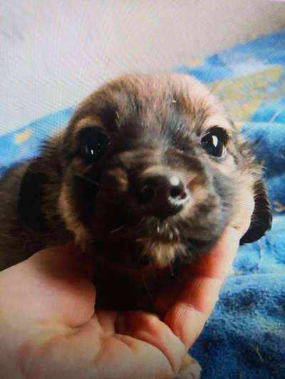 Tierschutzhunde suchen ein Zuhause-Beitrag-Bild