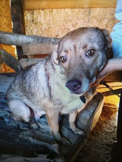 Tierschutzhunde suchen ein Zuhause-Beitrag-Bild