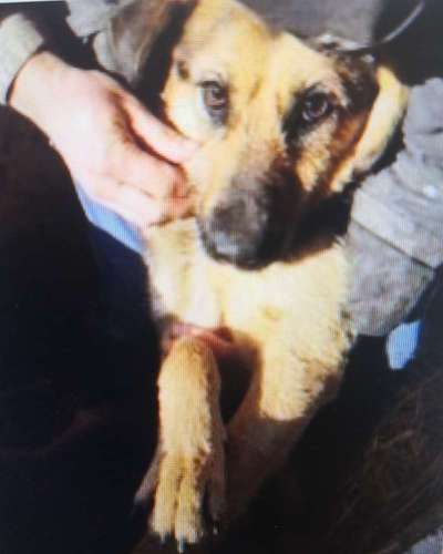 Tierschutzhunde suchen ein Zuhause-Beitrag-Bild