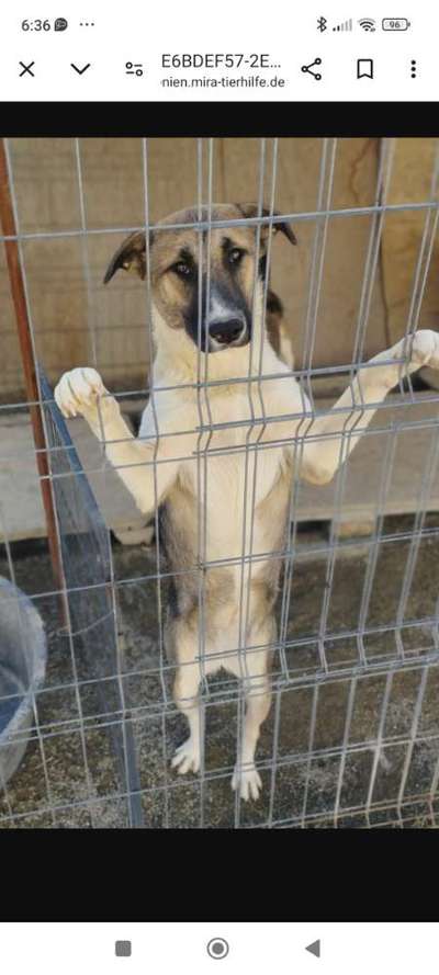 Tierschutzhunde suchen ein Zuhause-Beitrag-Bild