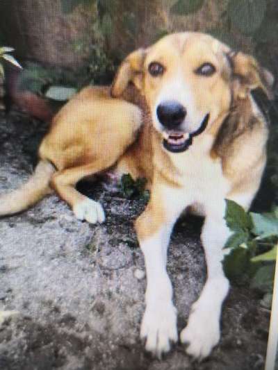 Tierschutzhunde suchen ein Zuhause-Beitrag-Bild