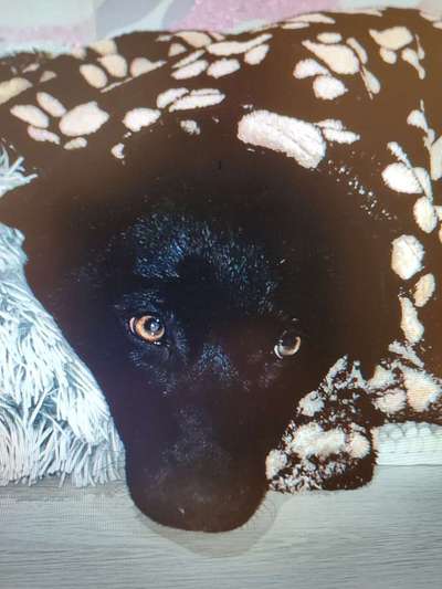 Tierschutzhunde suchen ein Zuhause-Beitrag-Bild