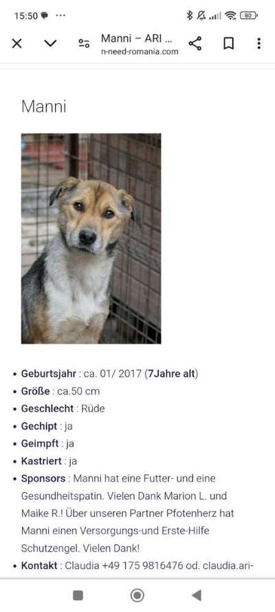 Tierschutzhunde suchen ein Zuhause-Beitrag-Bild