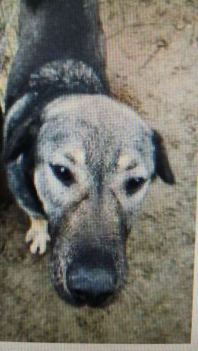 Tierschutzhunde suchen ein Zuhause-Beitrag-Bild