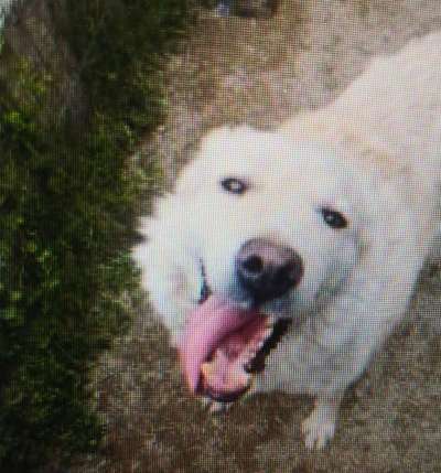 Tierschutzhunde suchen ein Zuhause-Beitrag-Bild