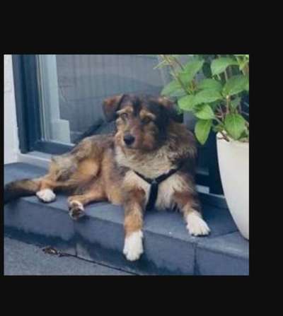 Tierschutzhunde suchen ein Zuhause-Beitrag-Bild