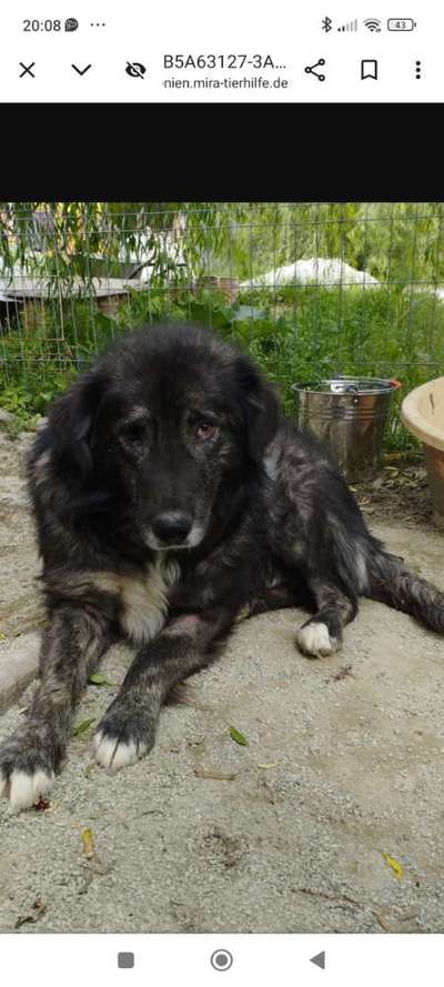 Tierschutzhunde suchen ein Zuhause-Beitrag-Bild