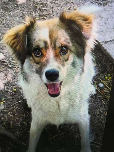 Tierschutzhunde suchen ein Zuhause-Beitrag-Bild