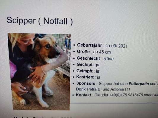 Tierschutzhunde suchen ein Zuhause-Beitrag-Bild