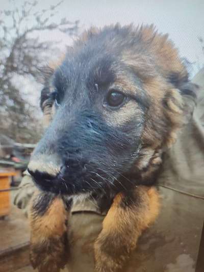 Tierschutzhunde suchen ein Zuhause-Beitrag-Bild