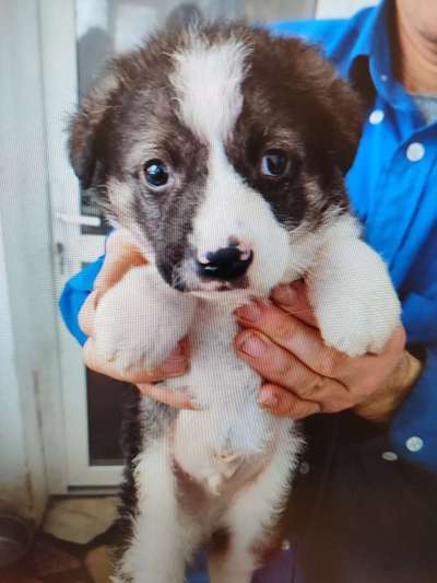 Tierschutzhunde suchen ein Zuhause-Beitrag-Bild