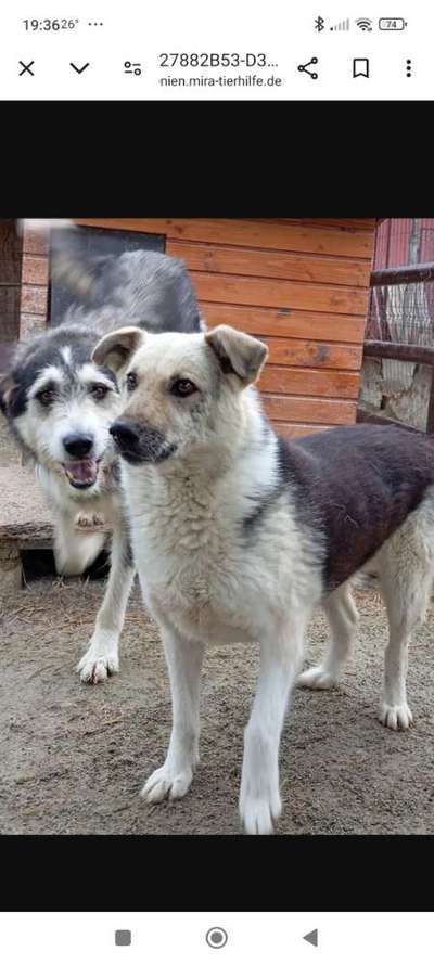 Tierschutzhunde suchen ein Zuhause-Beitrag-Bild