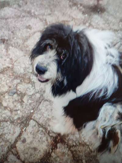 Tierschutzhunde suchen ein Zuhause-Beitrag-Bild