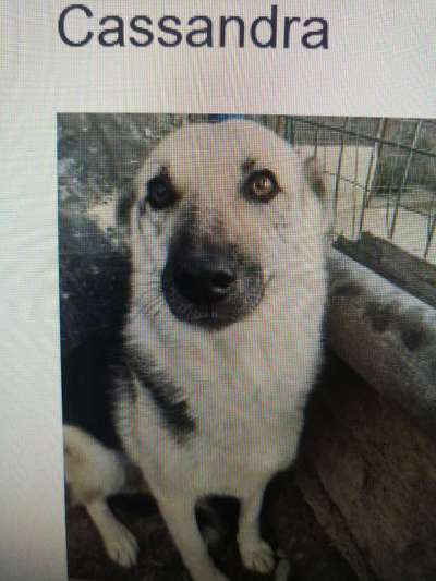 Tierschutzhunde suchen ein Zuhause-Beitrag-Bild