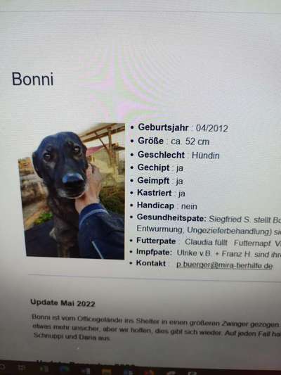 Tierschutzhunde suchen ein Zuhause-Beitrag-Bild