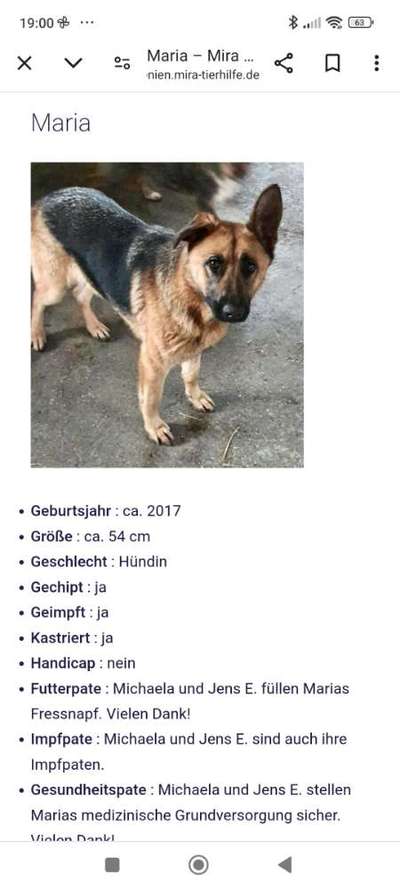 Tierschutzhunde suchen ein Zuhause-Beitrag-Bild