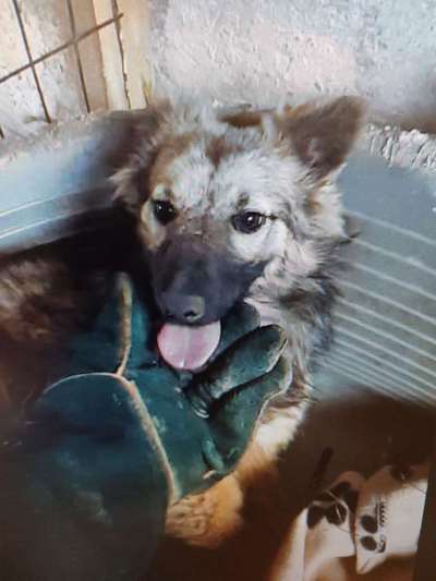 Tierschutzhunde suchen ein Zuhause-Beitrag-Bild