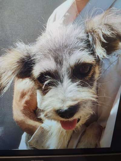 Tierschutzhunde suchen ein Zuhause-Beitrag-Bild