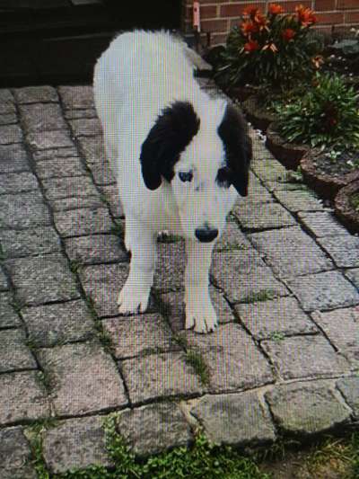 Tierschutzhunde suchen ein Zuhause-Beitrag-Bild