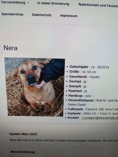 Tierschutzhunde suchen ein Zuhause-Beitrag-Bild