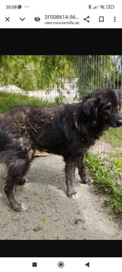 Tierschutzhunde suchen ein Zuhause-Beitrag-Bild