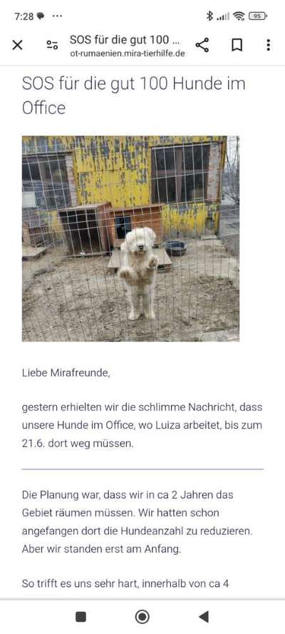 Tierschutzhunde suchen ein Zuhause-Beitrag-Bild