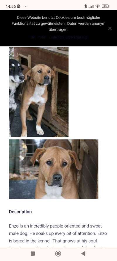Tierschutzhunde suchen ein Zuhause-Beitrag-Bild