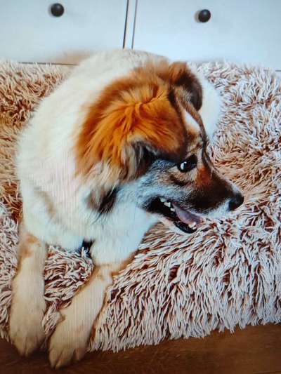 Tierschutzhunde suchen ein Zuhause-Beitrag-Bild