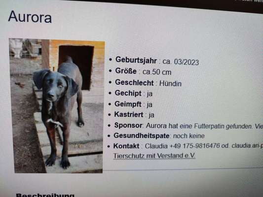 Tierschutzhunde suchen ein Zuhause-Beitrag-Bild