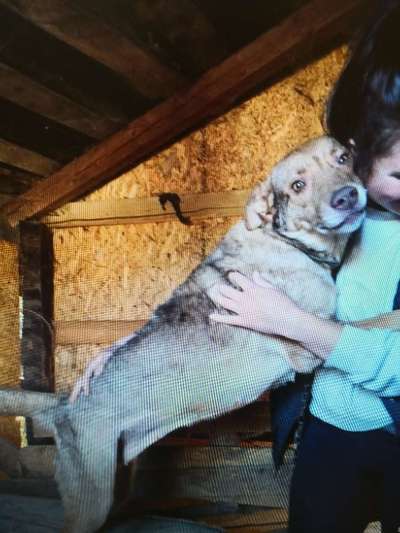 Tierschutzhunde suchen ein Zuhause-Beitrag-Bild