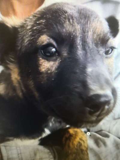 Tierschutzhunde suchen ein Zuhause-Beitrag-Bild