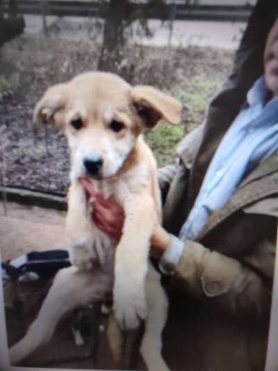 Tierschutzhunde suchen ein Zuhause-Beitrag-Bild