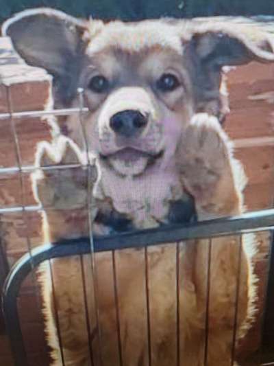 Tierschutzhunde suchen ein Zuhause-Beitrag-Bild