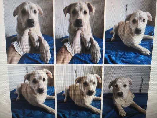 Tierschutzhunde suchen ein Zuhause-Beitrag-Bild