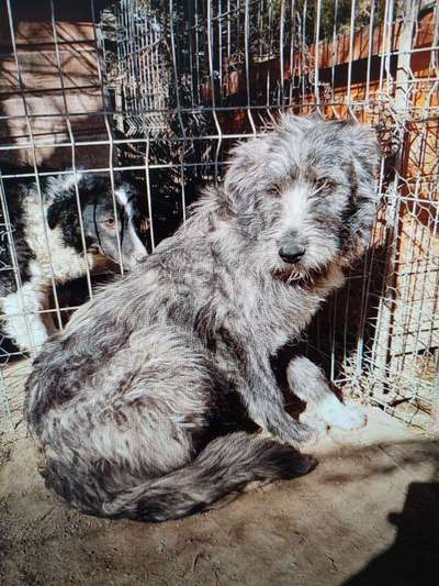 Tierschutzhunde suchen ein Zuhause-Beitrag-Bild