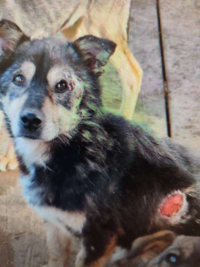 Tierschutzhunde suchen ein Zuhause-Beitrag-Bild