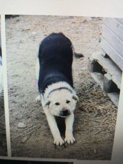 Tierschutzhunde suchen ein Zuhause-Beitrag-Bild